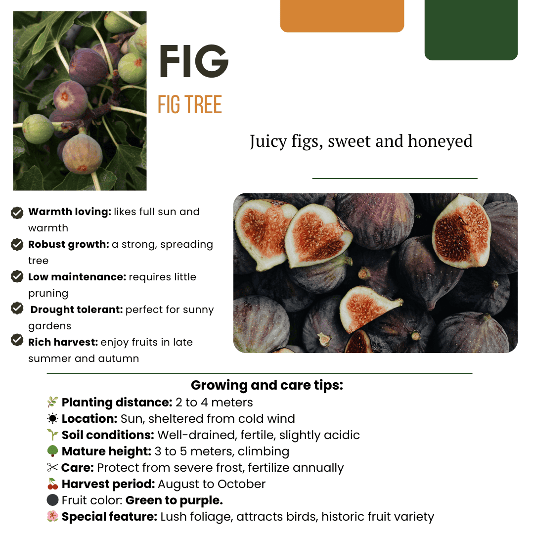 "Zoete Oogst Trio" Bio Fruitplanten Mix Set Van 3 Verschillende Soorten - Afbeelding 5