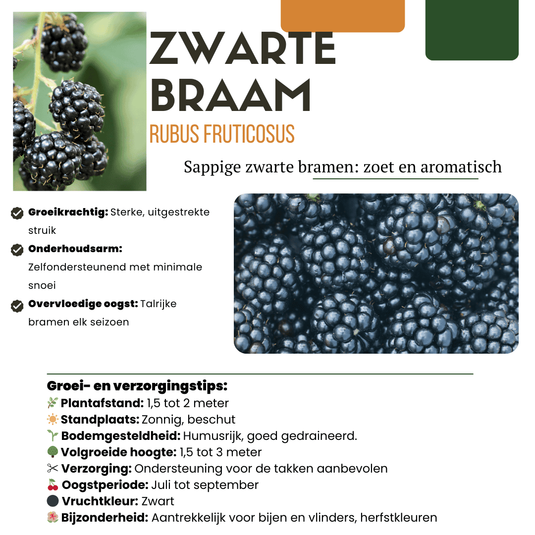 "Zoete Oogst Trio" Bio Fruitplanten Mix Set Van 3 Verschillende Soorten - Afbeelding 6
