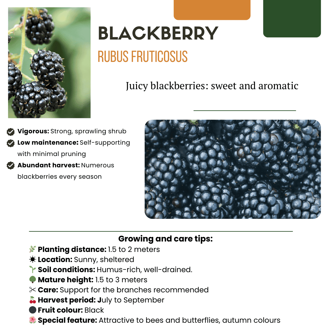 "Zoete Oogst Trio" Bio Fruitplanten Mix Set Van 3 Verschillende Soorten - Afbeelding 7