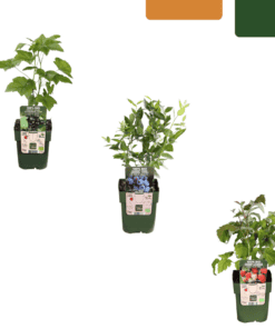 Bio Fruitplanten Mix Set Van 3 Verschillende Soorten