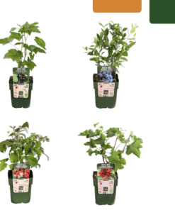 Bio Fruitplanten Mix Set Van 4 Verschillende Soorten