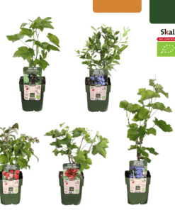 Bio Fruitplanten Mix Set Van 5 Verschillende Soorten