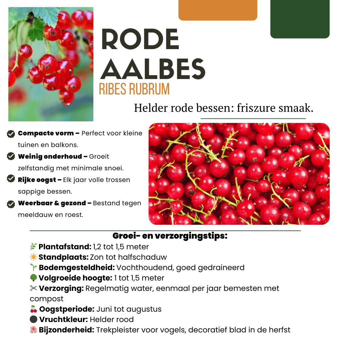 Bio Fruitplanten Mix Set Van 5 Verschillende Soorten - Afbeelding 2