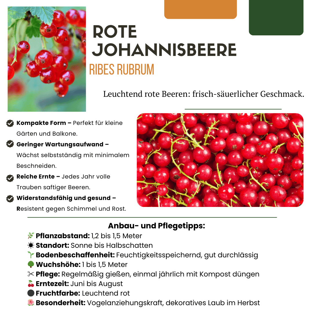 Bio Fruitplanten Mix Set Van 5 Verschillende Soorten - Afbeelding 21