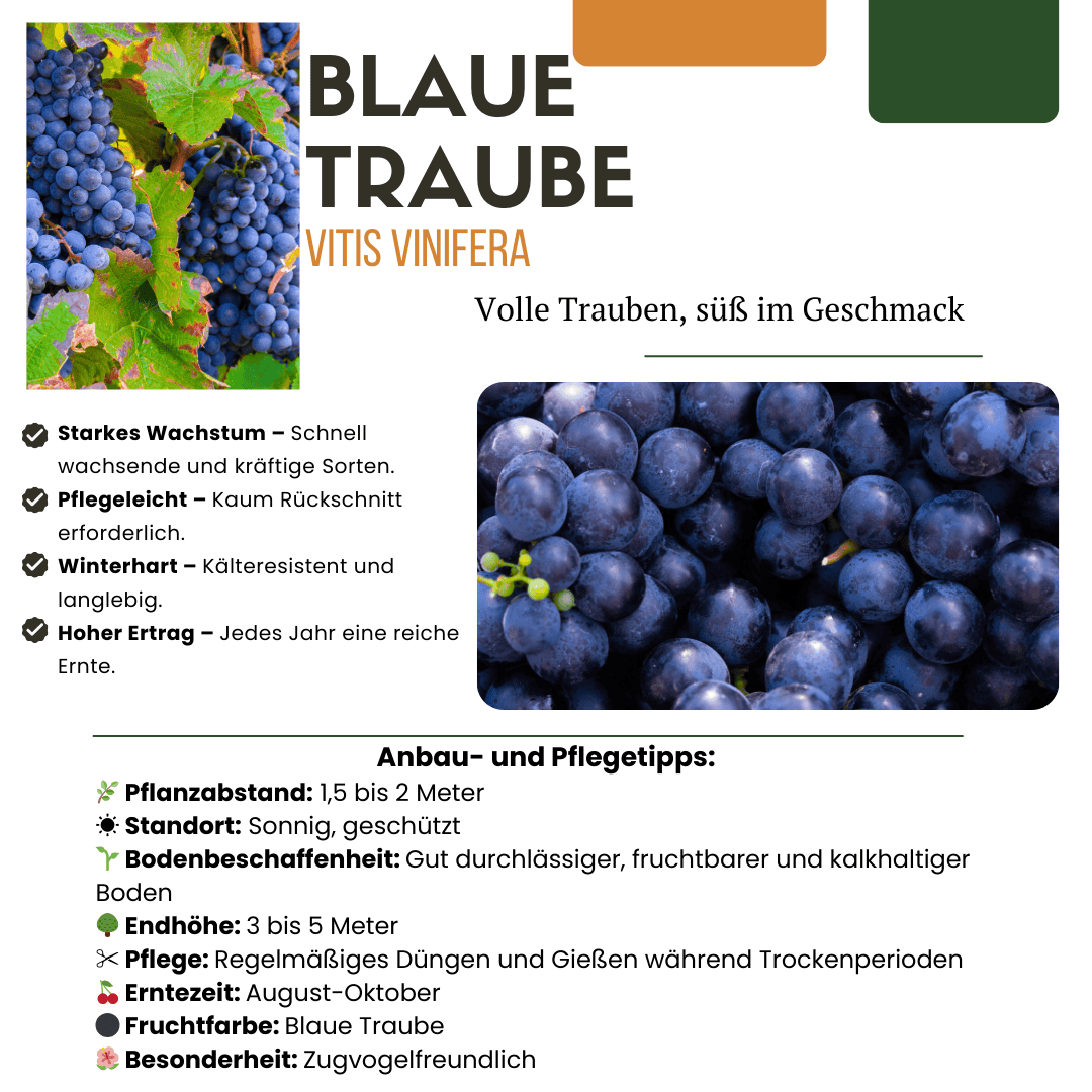 Bio Fruitplanten Mix Set Van 5 Verschillende Soorten - Afbeelding 22