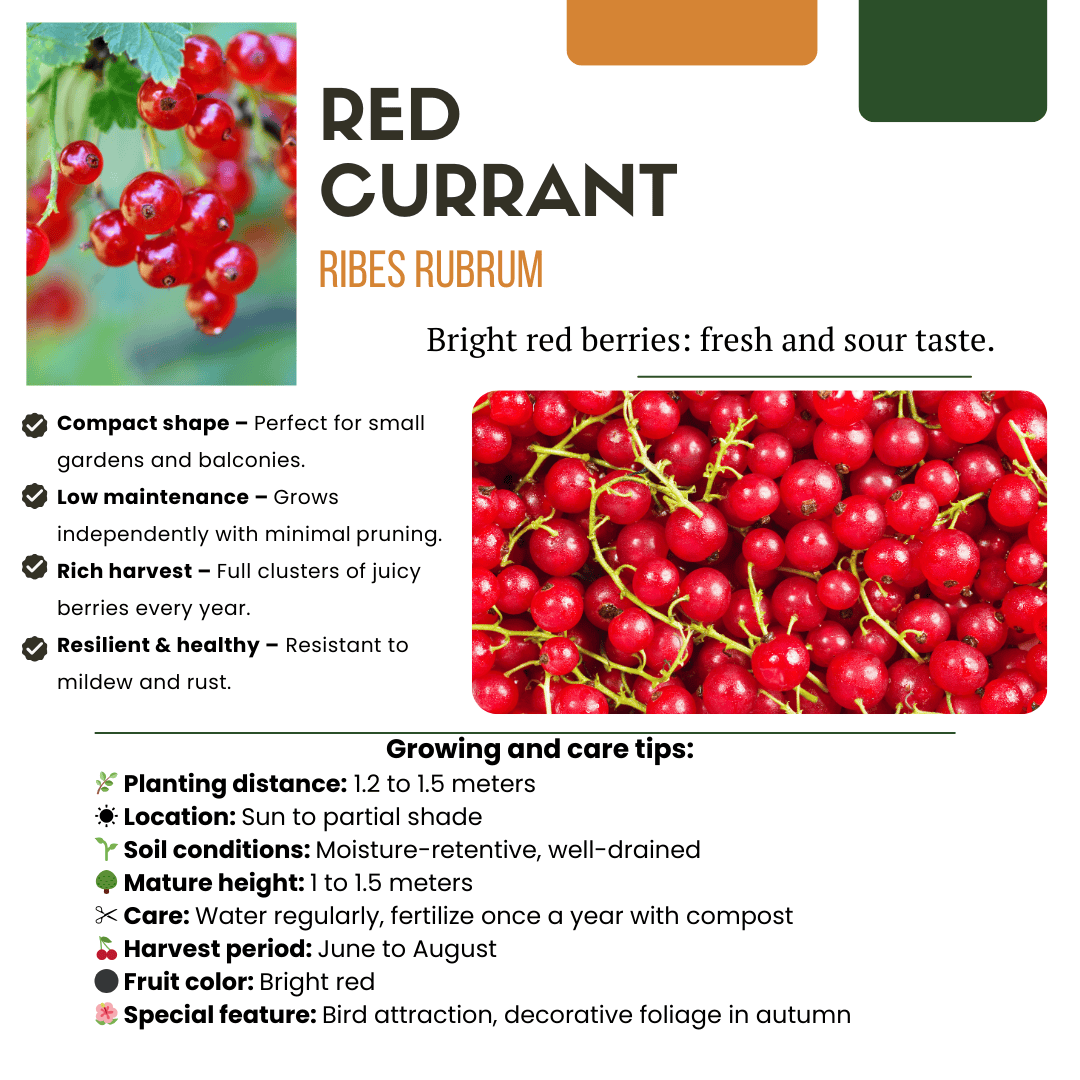 Bio Fruitplanten Mix Set Van 5 Verschillende Soorten - Afbeelding 3