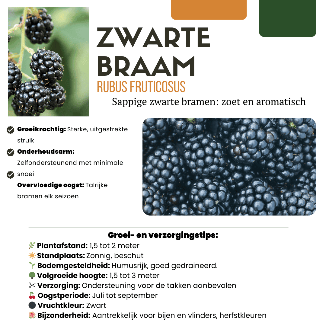 Bio Fruitplanten Mix Set Van 5 Verschillende Soorten - Afbeelding 4