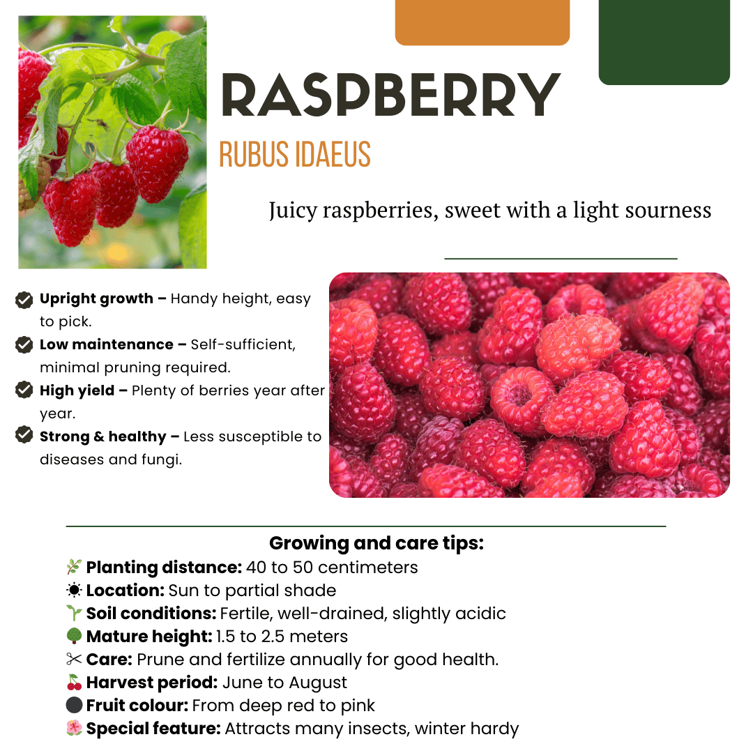 Bio Fruitplanten Mix Set Van 5 Verschillende Soorten - Afbeelding 8