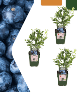 3 X Bosbessenplanten Bio - Ø 13 Cm - ↨ 20 Cm