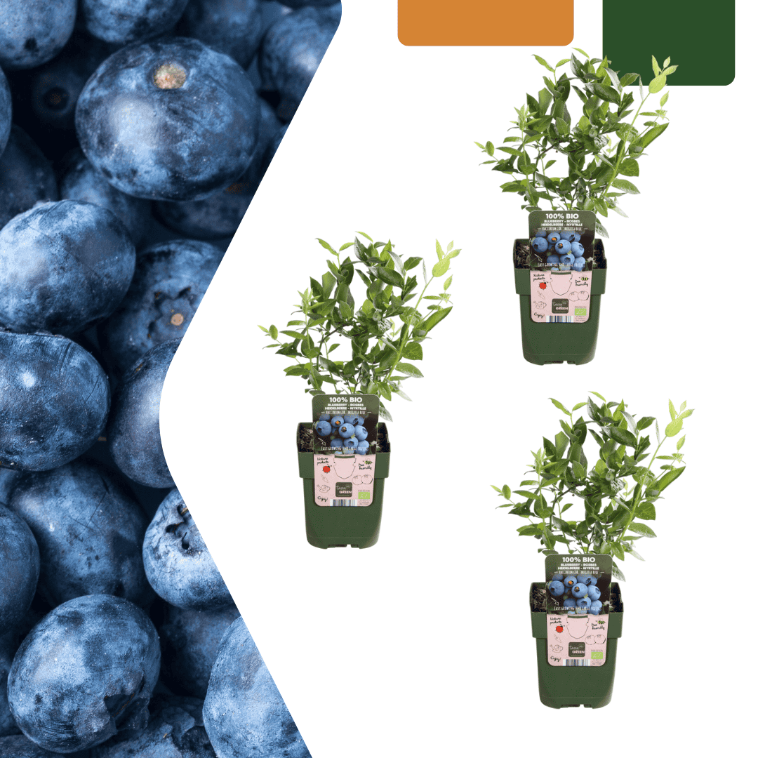 3 X Bosbessenplanten Bio - Ø 13 Cm - ↨ 20 Cm
