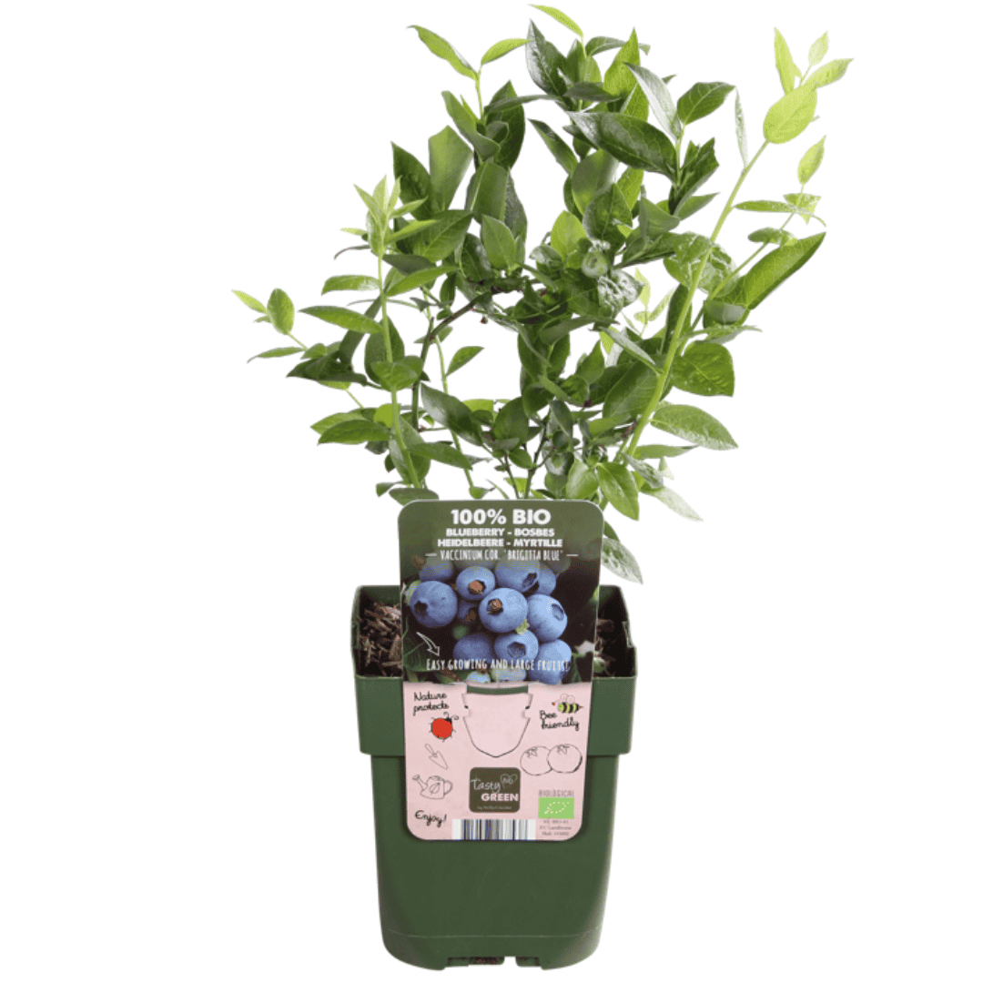 6 X Bosbessenplanten Bio - Ø 13 Cm - ↨ 20 Cm - Afbeelding 6