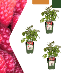 3 X Biologische Frambozenplanten - Ø 13 Cm - ↨ 20 Cm