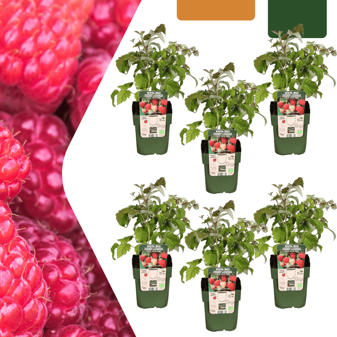 6 X Biologische Frambozenplanten - Ø 13 Cm - ↨ 20 Cm