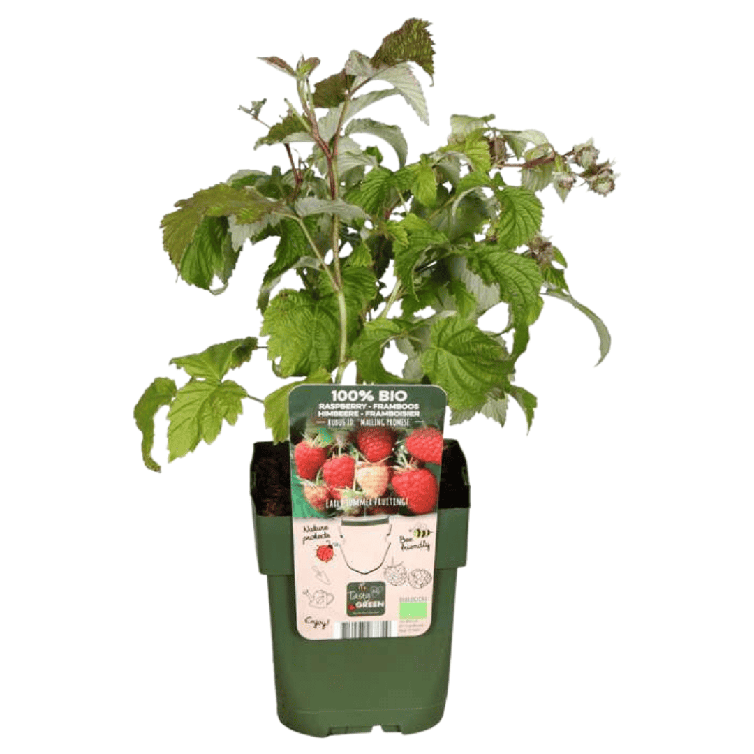 6 X Biologische Frambozenplanten - Ø 13 Cm - ↨ 20 Cm - Afbeelding 7