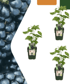 3 X Biologische Bramenplanten - Ø 13 Cm - ↨ 20 Cm