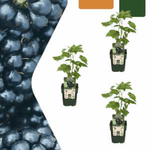Bramenplant biologisch (Rubus fruticosus) – geteeld fruitstruik – pot 13 cm, ±20 cm