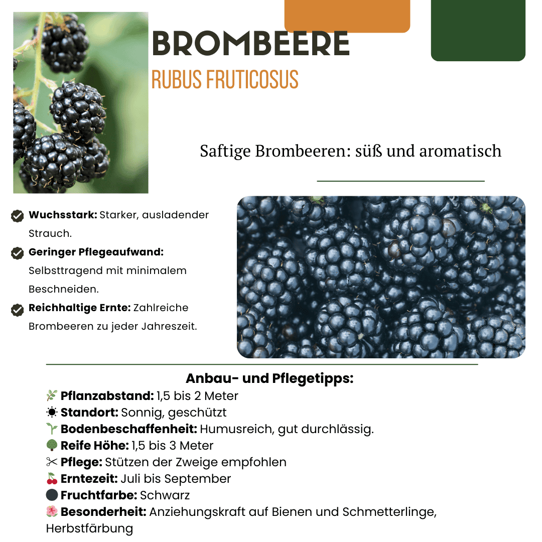 3 X Biologische Bramenplanten - Ø 13 Cm - ↨ 20 Cm - Afbeelding 7