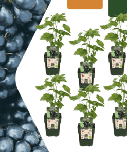 6 X Biologische Bramenplanten - Ø 13 Cm - ↨ 20 Cm