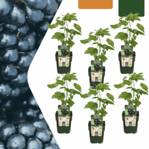 Bramenplant biologisch (Rubus fruticosus) – set van 6 geteelde – pot 13 cm, ±20 cm