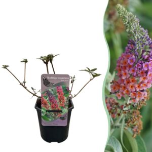 Vlinderstruik (Buddleja davidii 'Flower Power') – vlindervriendelijke – pot 17 cm, ±30 cm