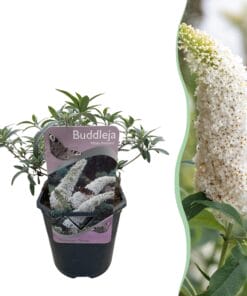 Vlinderstruik - Bloem Wit - 1 Plant - Bladverliezend - Vlinderlokkend -  Pot 17Cm Hoogte 25Cm