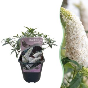 Vlinderstruik Wit (Buddleja davidii 'White Profusion') – geurende – pot 17 cm, ±25 cm