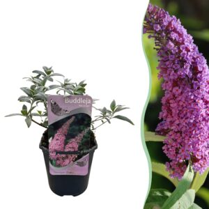 Vlinderstruik (Buddleja davidii 'Pink Delight') – geurende roze – pot 17 cm, ±25 cm