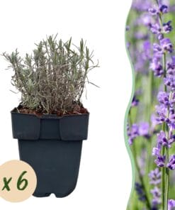 Haagplanten - Lavandula Angustifolia Hidcote -  Blad Grijs - 6 Planten - 1 Strekkende Meter - Groenblijvend - Pot 17Cm Hoogte 30Cm