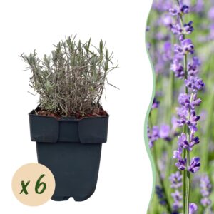 Lavendel haagplant (Lavandula angustifolia 'Hidcote') – geurende haag – pot 17 cm, ±30 cm