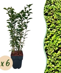 Haagplanten - Ligustrum Ovalifolium -  Blad Groen - 6 Planten - 1 Strekkende Meter - Groenblijvend - Pot 17Cm Hoogte 55Cm