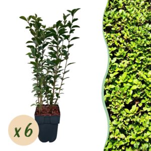 Ligustrum haagplant – snelgroeiende groenblijvende – pot 17 cm, ±55 cm