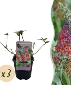 Vlinderstruik - Bloem Oranje Paars - 3 Planten - 1M2 - Bladverliezend - Vlinderlokkend -  Pot 17Cm Hoogte 30Cm