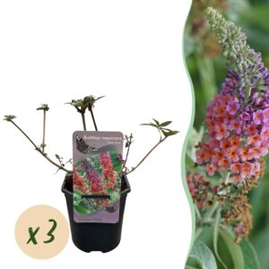 Vlinderstruik (Buddleja davidii 'Flower Power') – oranje-paarse – pot 17 cm, ±30 cm