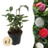 Camelia Japonica Tricolour - Bloem Roze, Wit En Rood - 3 Planten - 1 M2 - Groenblijvend - Pot 15Cm Hoogte 30Cm