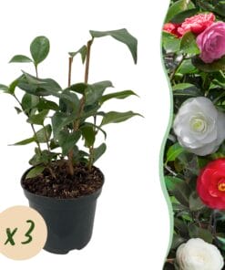 Camelia Japonica Tricolour - Bloem Roze, Wit En Rood - 3 Planten - 1 M2 - Groenblijvend - Pot 15Cm Hoogte 30Cm