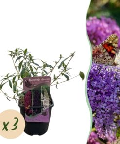 Vlinderstruik - Roze , Witte En Paarse Bloem - 3 Planten - 1M2 - Bladverliezend - Vlinderlokkend -  Pot 17Cm Hoogte 30Cm