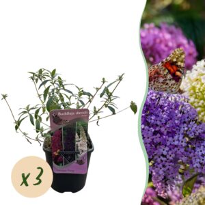 Vlinderstruik driekleuren mix (Buddleja davidii 'Tricolour') – roze – pot 17 cm, ±30 cm