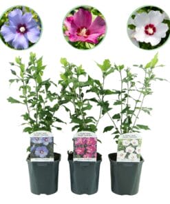 Heesters - Hibiscus Syriacus Tricolour - Bloem Roze, Wit En Blauw - 3 Planten - Bladverliezend - Weinig Onderhoud - Pot 17Cm Hoogte 45Cm
