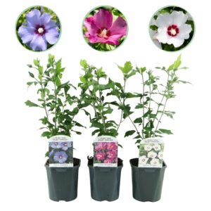 Hibiscus syriacus 'Tricolour' – driekleurige zomerbloeier in één set – pot 17 cm, ±45 cm