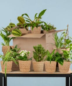 Groene Kneusjesbox (12 Stuks) - Incl. 12 X Mand Sofia