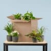 Groene Kneusjesbox (6 Stuks) - Incl. 6 X Pot Viber Zwart