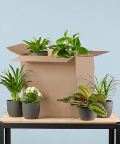 Groene Kneusjesbox (6 Stuks) - Incl. 6 X Pot Viber Zwart
