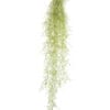Tillandsia Usneoidus H20 cm