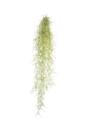 Tillandsia Usneoidus H20 cm