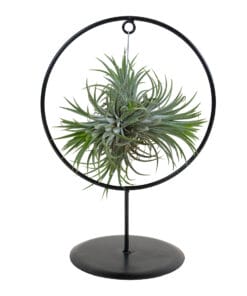 Tillandsia Ionanta (incl sierring) H30
