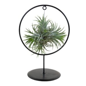 Tillandsia Ionanta (incl sierring) H30