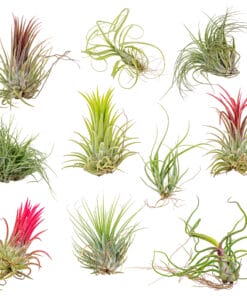 MIX Tillandsia 10x