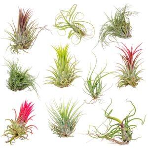 MIX Tillandsia 10x