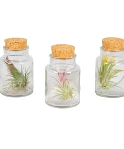 Tillandsia Harrissi 3x (in glass) P7 H12