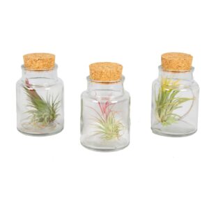 Tillandsia Harrissi 3x (in glass) P7 H12